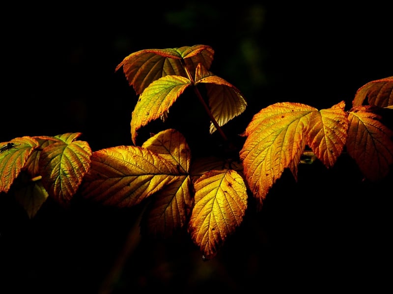 Colorful Foliage