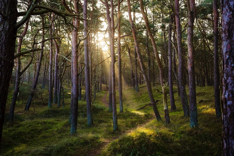 Magical forest