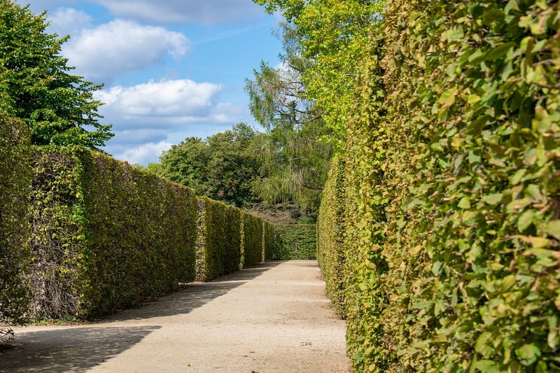 Hedge Maze