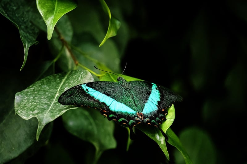 Colorful Foliage Plant